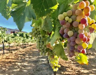 Valle de Guadalupe - Foodie.Wine.Glamping