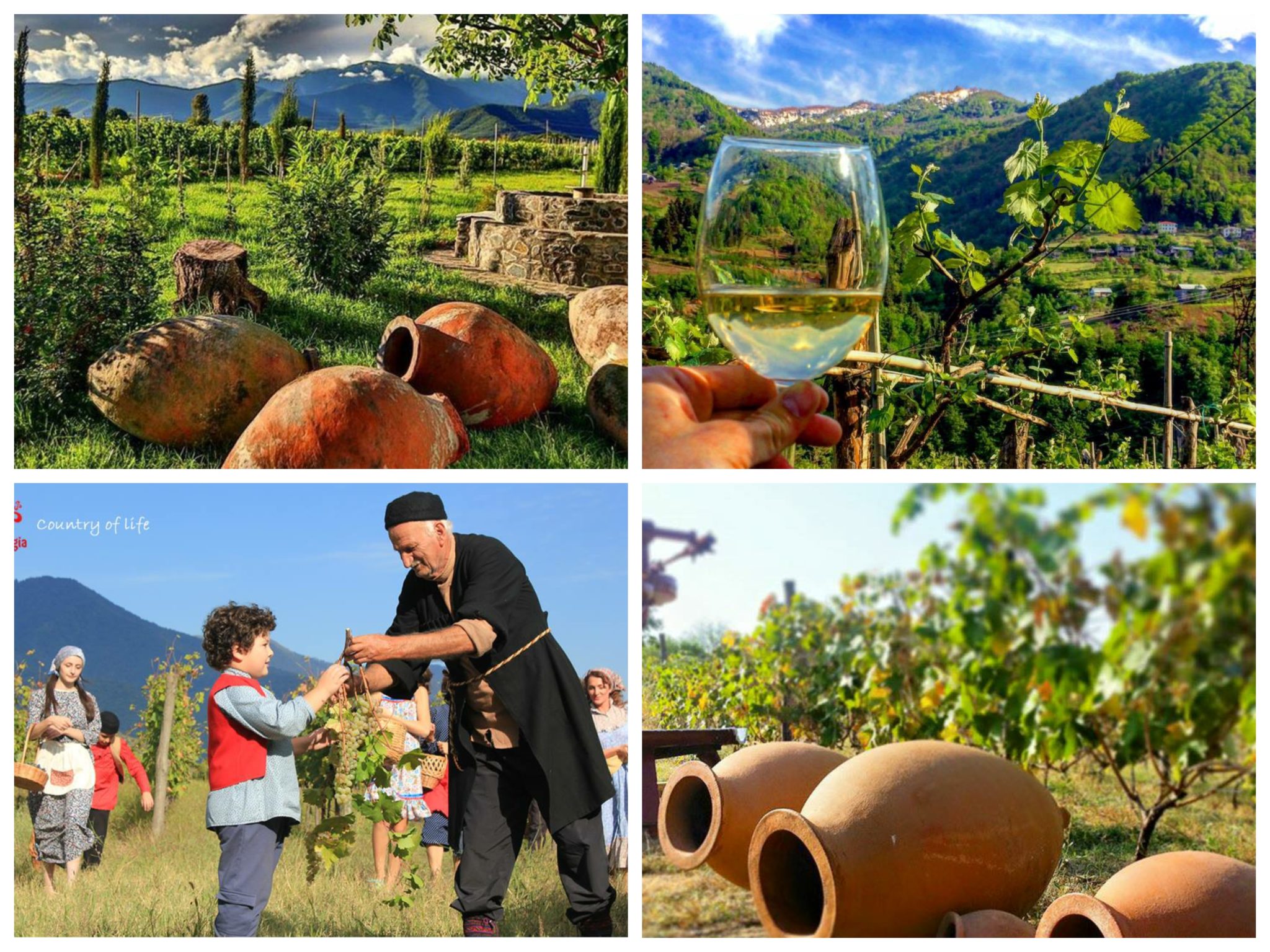 the Cradle of Wine Civilization and the process of making wine