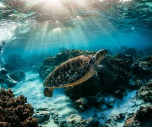 Live an Underwater Adventure in the Philippines – World Class Diving in the Apo Reef Marine Life National Park